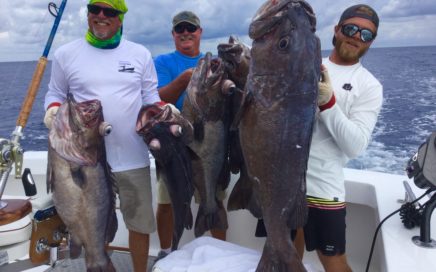 Grouper, Queen, and Yellow Eye Snapper